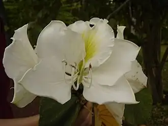 Flor de Bauhinia var. candida