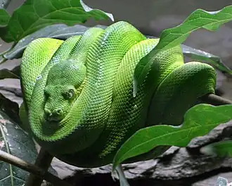 Morelia viridis