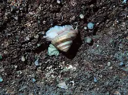 Exemplar vivo de Bayerotrochus midas, fotografado em Florida Keys.