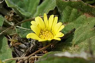 Cymbonotus lawsonianus