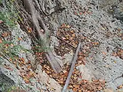 Microhabitat de S. ariasae na ilha Beata, consistindo em manchas de serrapilheira depositadas sobre calcário carstificado.