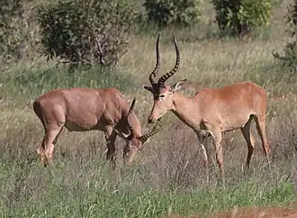 Hirola (Beatragus hunteri)