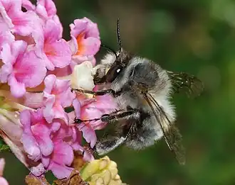 Um Anthophora plumipes macho