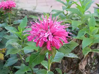 Monarda didyma