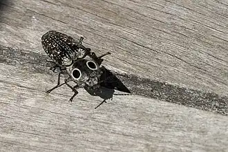 Fotografia de A. oculatus.