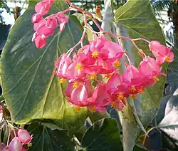 Híbrido de Begonia corallina.