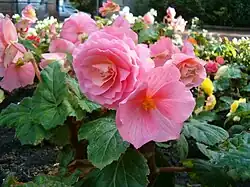 Begonia ×tuberhybrida.