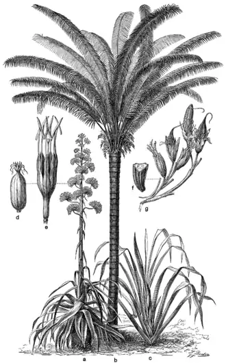 Ao centro, Attalea funifera