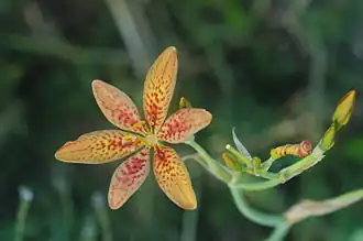 Belamcanda chinensis