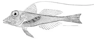 Streamer searobin, (B. egretta)