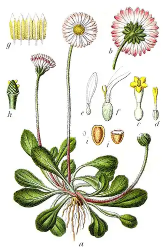 Bellis perennis ou margarida-vulgar em ilustração
