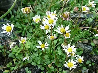 Bellium bellidioides