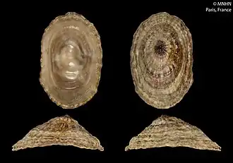 Quatro vistas da concha de Benhamina obliquata (G. B. Sowerby I, 1825), única espécie do gênero Benhamina Finlay, 1926[2]; espécime do Museu Nacional de História Natural, França.