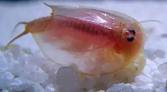 Triops cancriformis