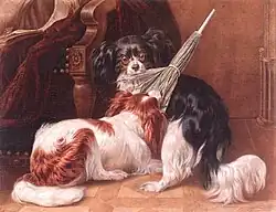 King Charles Spaniels