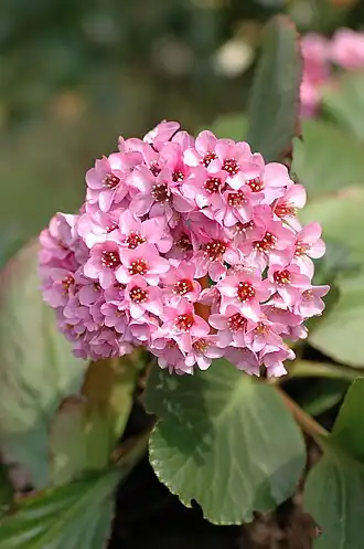 Bergenia stracheyi