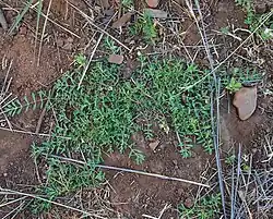 Bergia trimera (hábito).