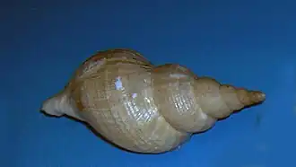 Beringius turtoni