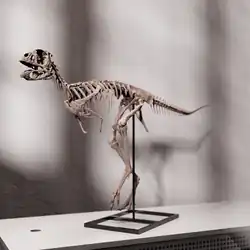 A imagem mostra uma reconstrução 3D do esqueleto da Berthasaura leopoldinae, um pequeno dinossauro terópode. O modelo destaca seu corpo leve, postura bípede, membros anteriores curtos e cauda longa, típico de animais corredores.