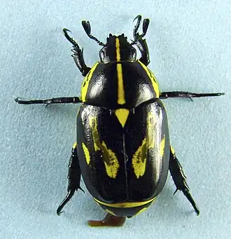 Rutela lineola: Rutelinae