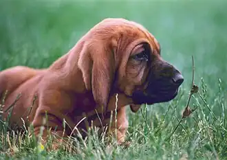 Bloodhound