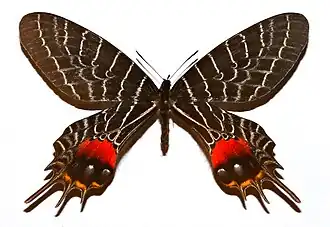 Fotografia de B. lidderdalii, vista superior, coletada na China.