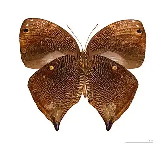 B. actorion (subespécie decaerulea), vista de baixo