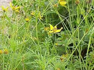 Bidens triplinervia