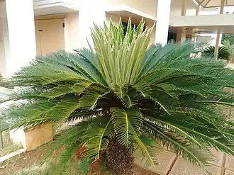 Um espécime de Cycas sp.