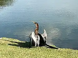 Biguatinga Fêmea secando as penas no Parque!