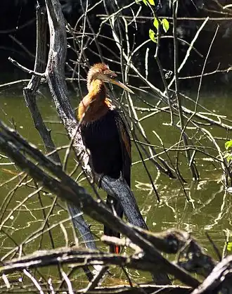 Anhinga anhinga fêmea na Flórida, nos Estados Unidos