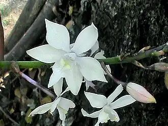 Caularthron bilamellatum