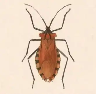 Spartocera gigantea