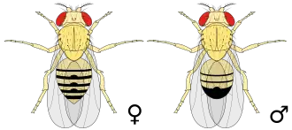 Drosophila melanogaster