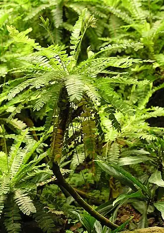 Biophytum dendroides.