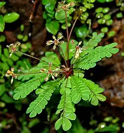 Biophytum reinwardtii.