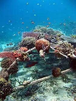 File:Biorock Reef Indonesia.jpg