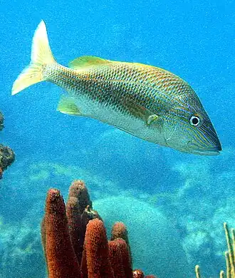 Biquara&nbsp;(Haemulon plumierii)