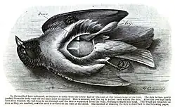 Desenho de preparação de uma ave para coleção.