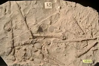 Preservação fragmentária típica de ouriços-do-mar fósseis; placas e espinhos de Archaeocidaris da Formação Bird Spring (Carbonífero), em Nevada, Estados Unidos.