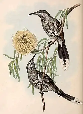 Ilustração de um casal por Gould e Richter, 1848