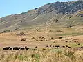 A herd of bison on Antelope Island