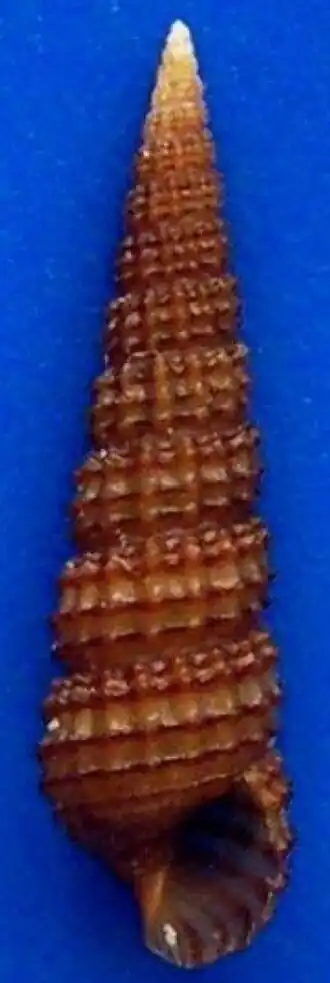Bittium reticulatum (da Costa, 1778), uma das espécies atlânticas de Cerithiidae, encontrada nas costas da Europa. Pertence à subfamília Bittiinae.[1]