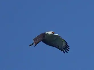Espécime avistado em pleno voo no Belize