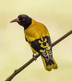 Boi. ceylonensis Sri Lanka