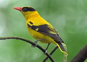 Oriolus chinensis