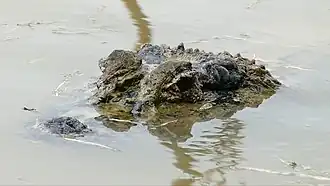 Jacaré-açu, seu mais próximo parente vivo.