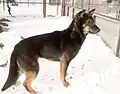 Cão cantor de nova guiné em cativeiro (Canis lupus hallstromi)
