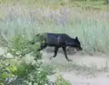 Uma foto de um lobo preto tirada em uma estrada no Condado de Valley, Idaho, Estados Unidos