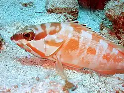 Epinephelus fasciatus